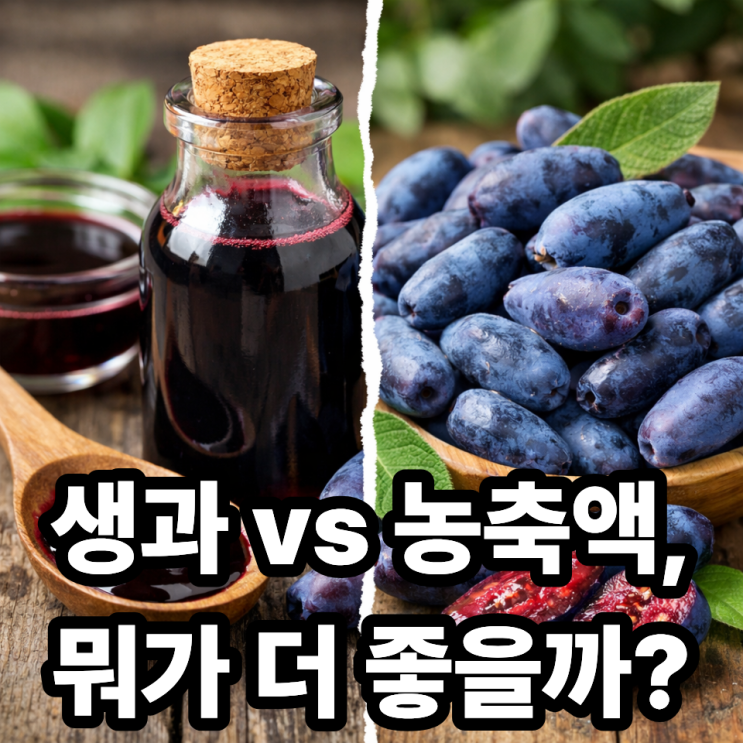  하스카프베리 농축액 vs 생과, 흡수율 차이 제대로 비교