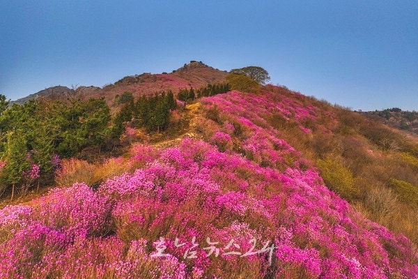  영취산, 붉은 봄으로 물들다..‘제34회여수영취산진달래축제’ 성황리 마무리
