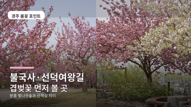  불국사 선덕여왕길 겹벚꽃, 먼저 가야 할 곳이 갈리는 이유