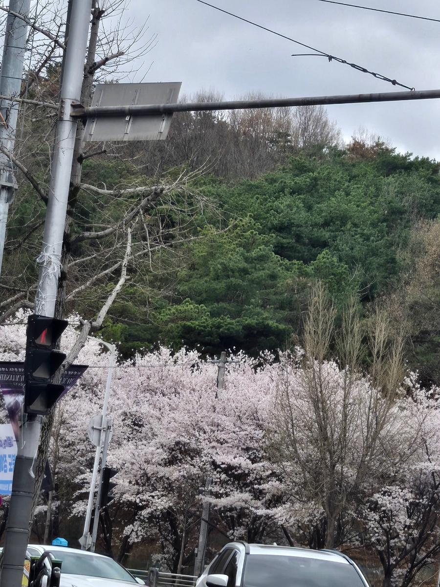 참숯오리 사진 1