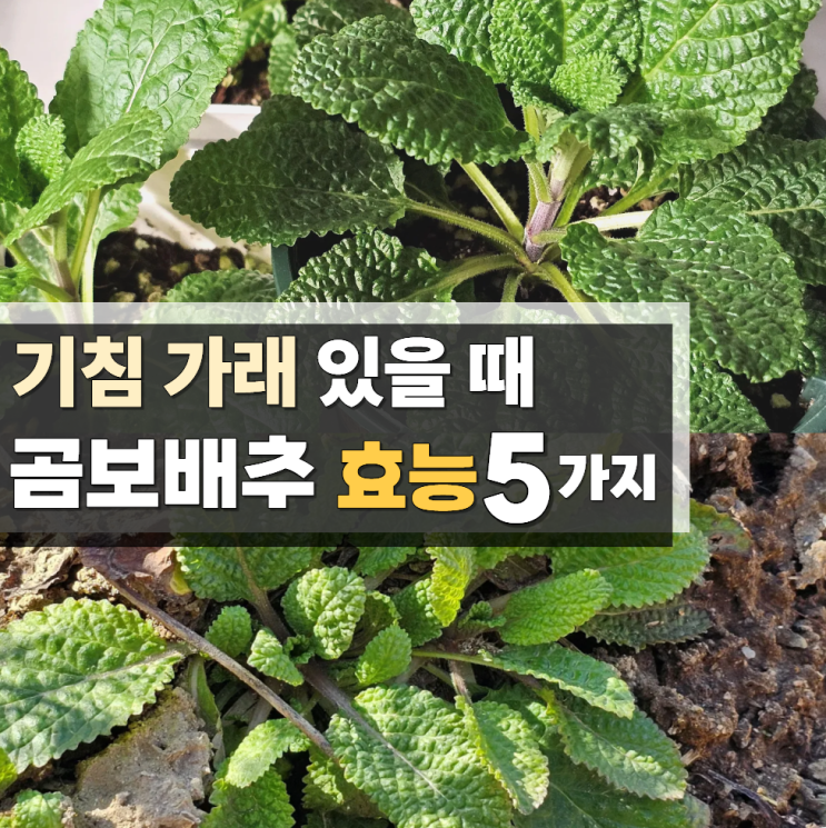  곰보배추 효능 먹는법 차 즙 분말 시럽