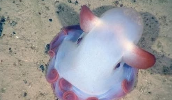  덤보문어, 귀엽기만 한 줄 알았지? 크기·먹이·서식지의 반전 정체