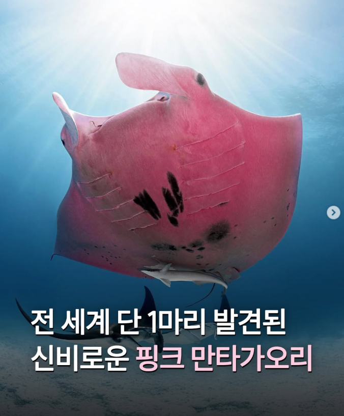  전 세계 단 1마리 발견된 신비로운 핑크 만타가오리
