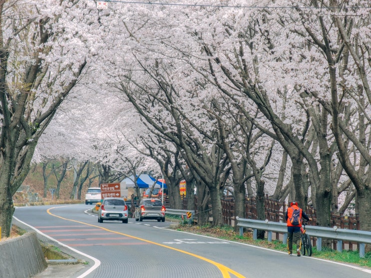  진주 벚꽃 명소, 월아산 숲속의 진주(주차장)
