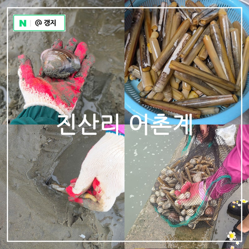 서해 갯벌체험 태안 맛조개 조개잡이 3년만에 다시찾은 진산리 어촌계 갯벌체험장