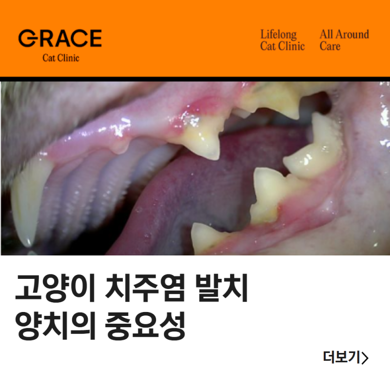고양이 치주염 발치 양치의 중요성 강남고양이병원