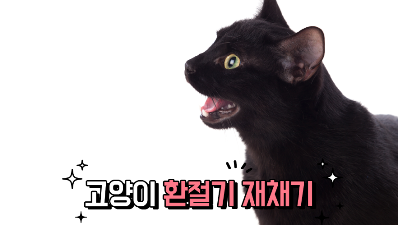 고양이 환절기 재채기, 콧물 색과 식욕도 확인해 보세요