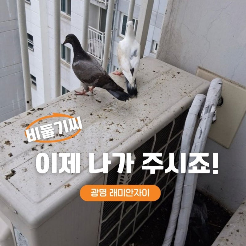 실외기 뒤에 새끼까지 살고 있었습니다｜광명 철산래미안자이 비둘기똥 청소·퇴치망 시공
