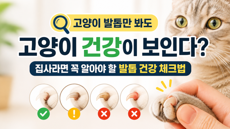고양이 발톱만 봐도 건강이 보인다? 집사라면 꼭 알아야 할 고양이 발톱 건강 체크법