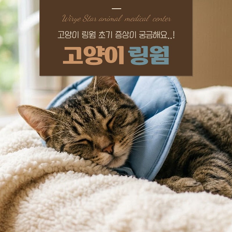 고양이 링웜 초기증상과 헷갈리는 피부병 구분방법