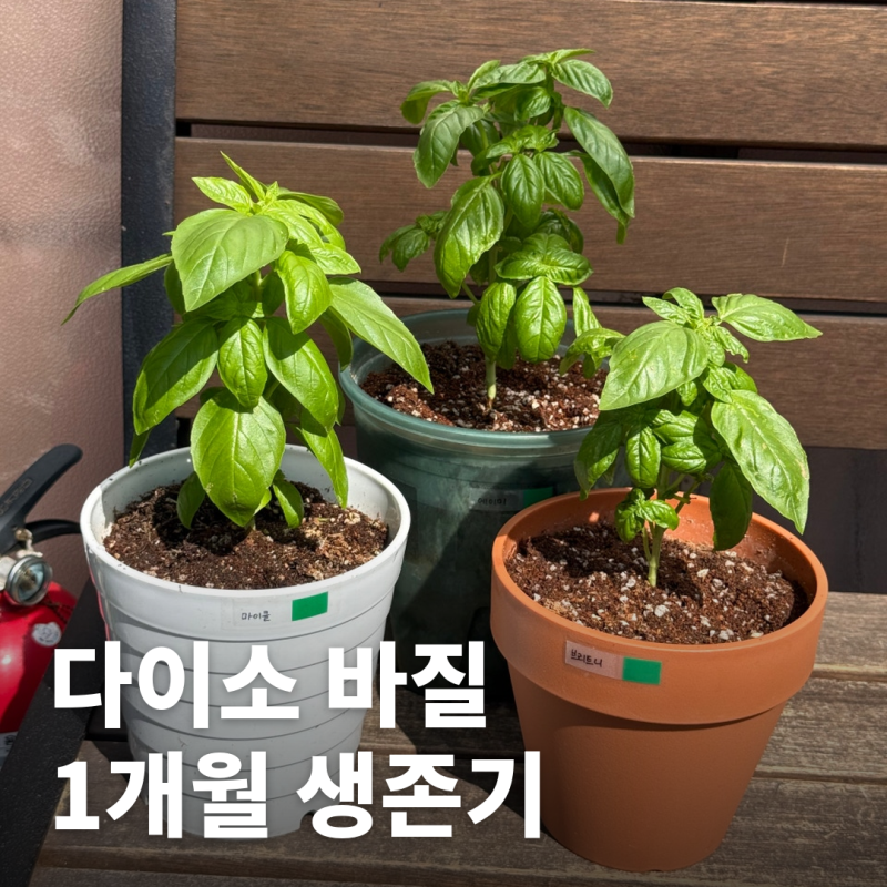 옥상 바질 1개월 생존기 | 섬서구메뚜기, 총채벌레 퇴치하기