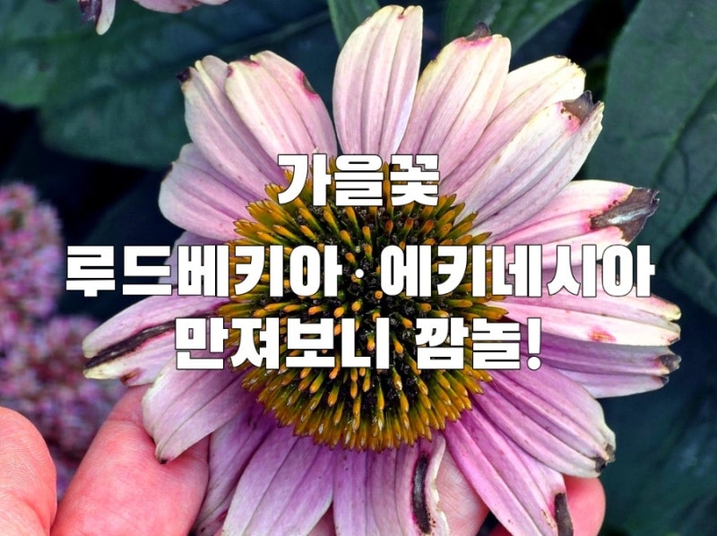 가을꽃 루드베키아·에키네시아 ㅣ구별법·특징·꽃말·전설·예쁜 꽃 사진