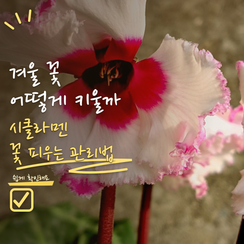 시클라멘 키우기 가을부터가 중요해요! 겨울 내내 꽃 피우는 관리방법