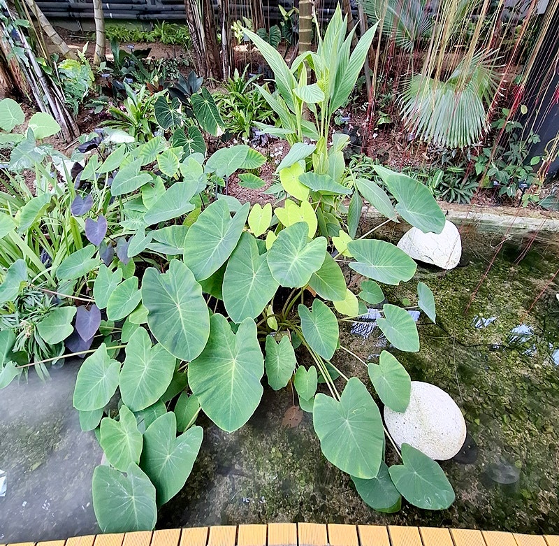 하트모양 잎사귀가 매력적인 토란 키우기 방법 알아봐요.