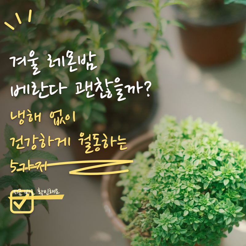 레몬밤 키우기 겨울에도 베란다에 둬도 될까? 월동 전 꼭 확인할 5가지