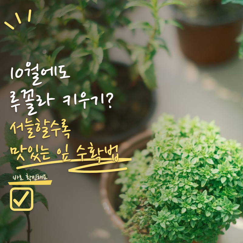루꼴라 키우기 10월에도 가능할까? 추워질수록 맛있는 잎 수확하는 방법