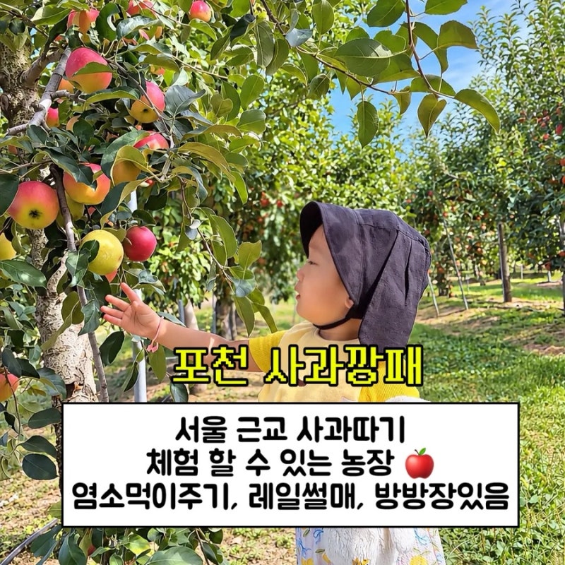 서울근교 포천 사과깡패 아이랑 가볼만한곳, 사과 따고 레일썰매까지 당일치기 주말나들이