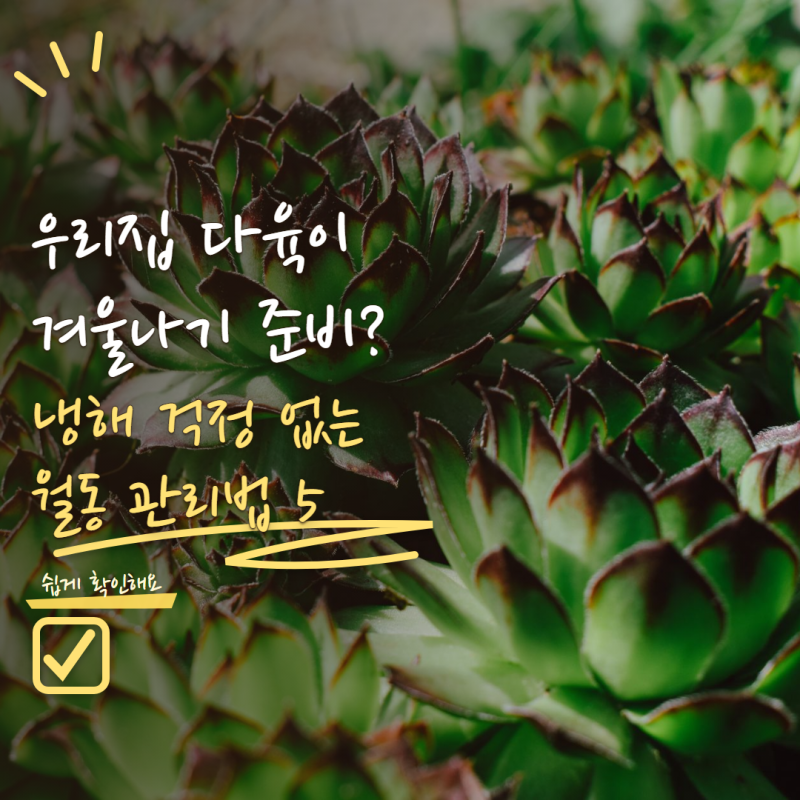 다육이 겨울나기 언제부터 준비해야 할까? 냉해 막는 월동 관리 5가지