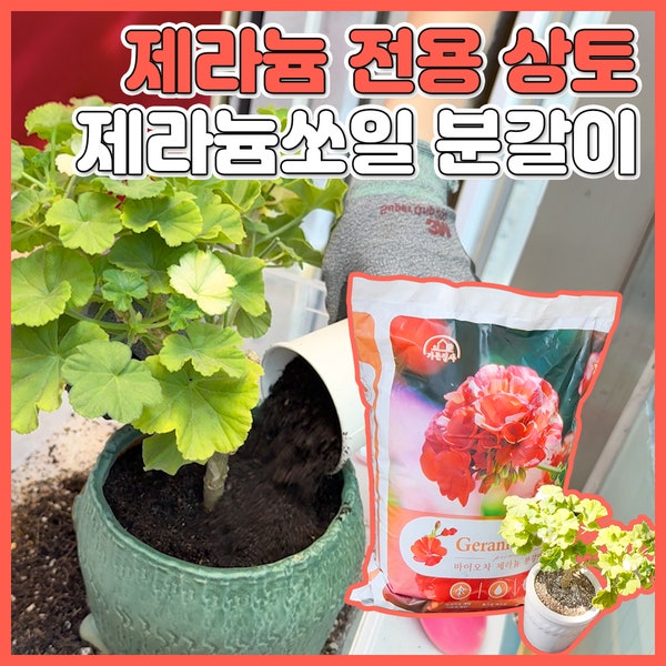 제라늄 분갈이하기｜제라늄쏘일로 쉽고 간단하게 분갈이 완료!