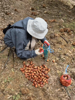 Gongju Chestnut Experience Farm: Maljae Farm | Recommended for Gongju Chestnut Picking