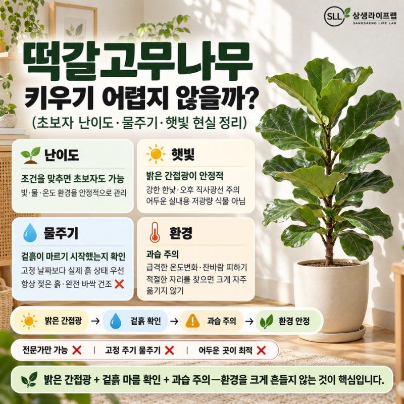 떡갈고무나무 키우기 어렵지 않을까?(초보자 난이도·물주기·햇빛 현실 정리)