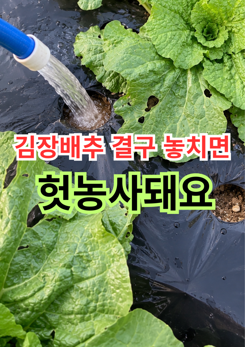 김장배추결구시기 물주기 놓치면 헛농사? 결구온도 비료 관리방법