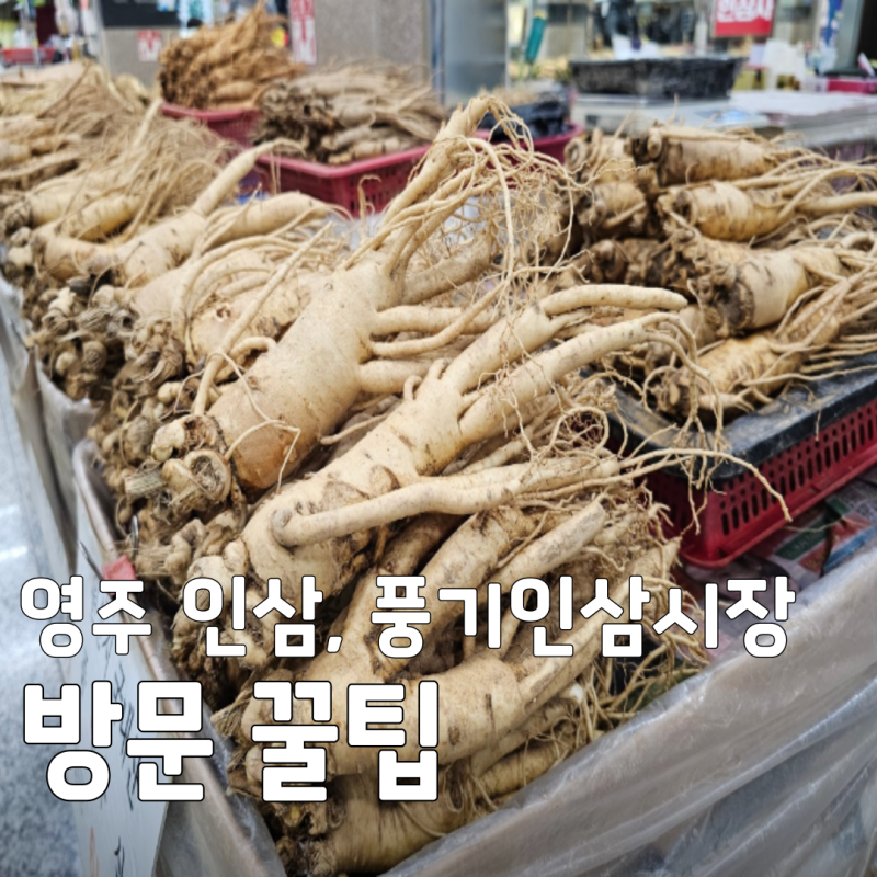 6시내고향 영주 인삼, 풍기인삼시장 방문 꿀팁과 주차 정보!