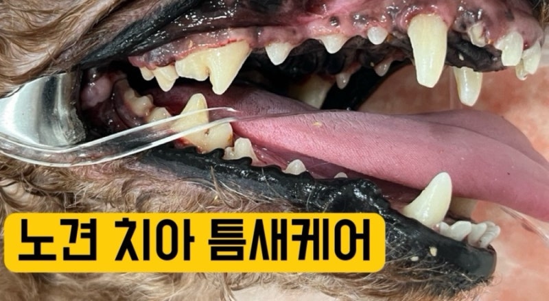 양치 거부 15살 노견, 스케일링 후 정착한 구강관리 용품 2탄 (feat. 치아 틈새케어 용품)