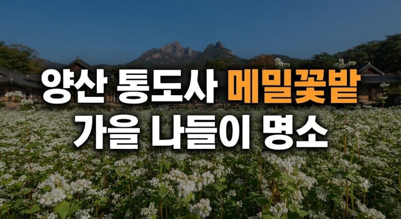 경남 양산 통도사 메밀꽃밭 위치와 가을 나들이 명소 완벽 가이드