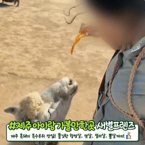 済州涯月のおすすめスポット、セビョルフレンズ。ブラックノーズ羊からアルパカまで動物の餌やり体験