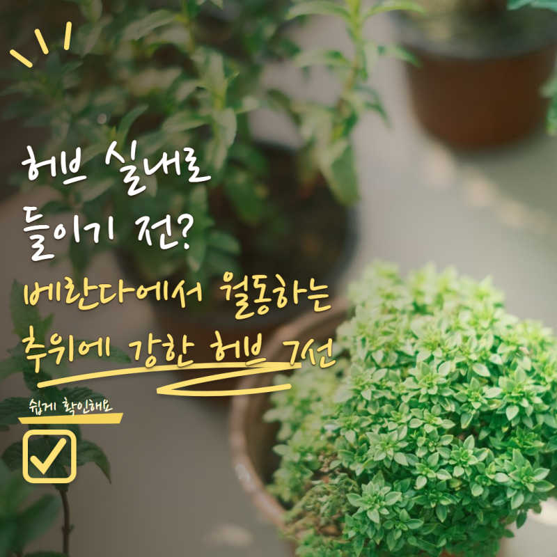 허브 겨울나기 아무거나 실내로 들이면 안 돼요! 추위에 강한 허브 7가지