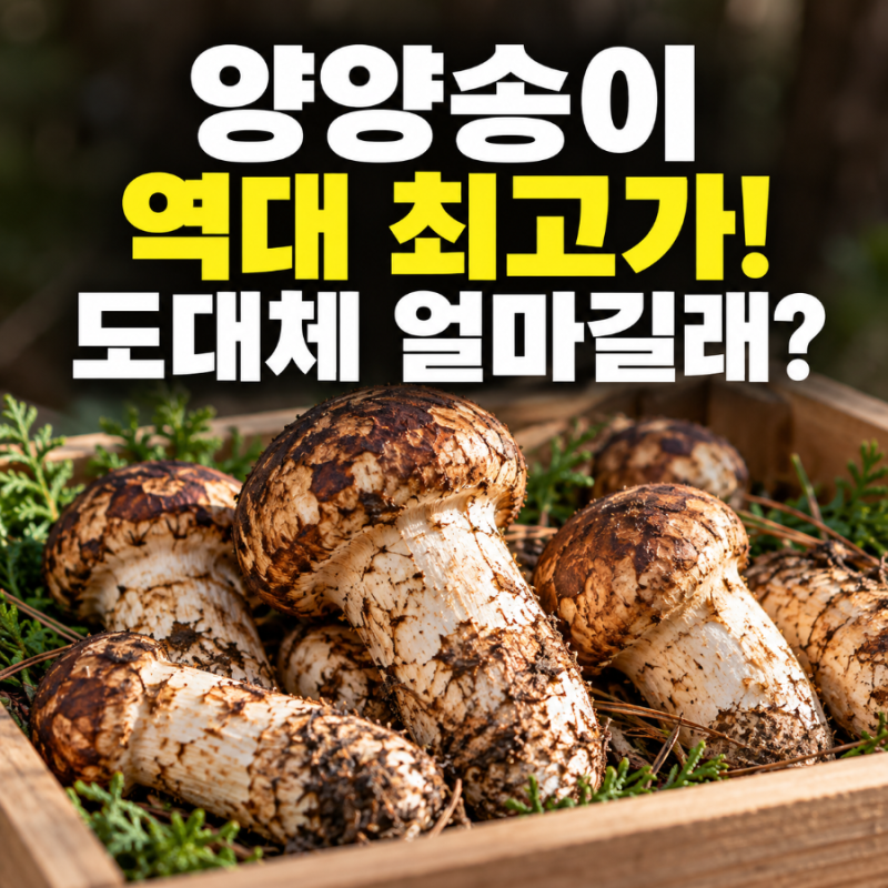 양양송이 역대 최고가! 도대체 얼마길래?