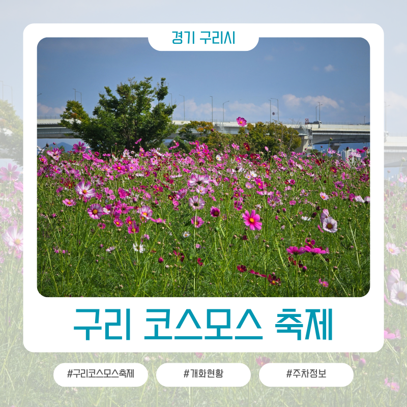 2026 구리 코스모스 축제 개화 현황 둘러보기 주차 정보
