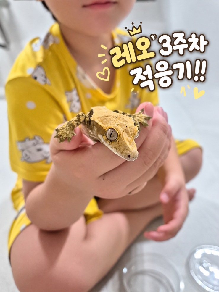 우리 집 막내 반려 도마뱀 ➡️ 레오, 벌써 3주 차 거실 나들이와 민민이와의 교감