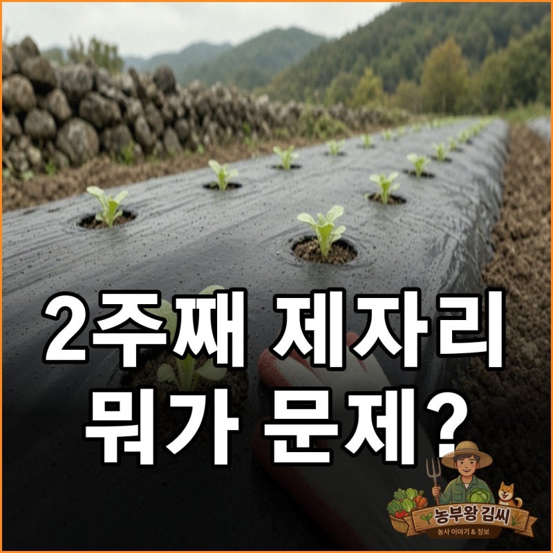 가을배추 모종 심은 지 2주, 잘 안 클 때 확인할 것과 요소 웃거름 기준