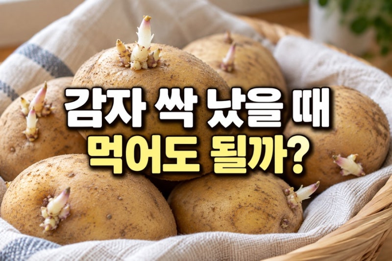 감자 싹 났을 때 먹어도 될까? 초록색 감자와 보관방법