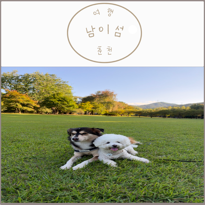 [춘천 여행] 남이섬 애견동반 후기 (9월 10월 남이섬 주차 선박시간 강아지동반 리드줄 하네)
