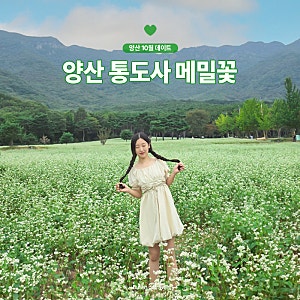 통도사 메밀밭 양산 메밀꽃 위치 주차 정보 실시간 개화 현황