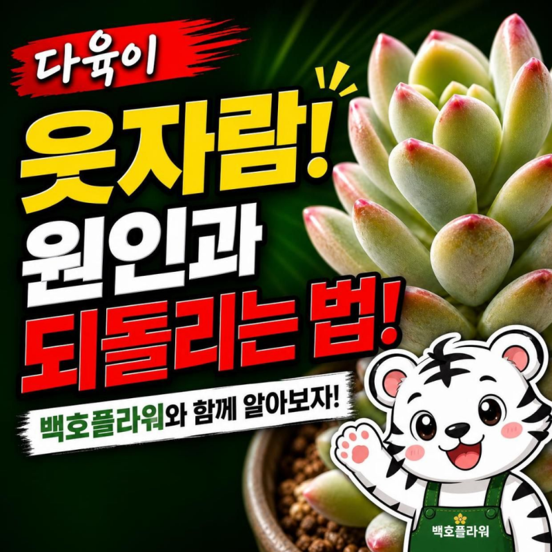 다육이 웃자람, 원인과 되돌리는 법