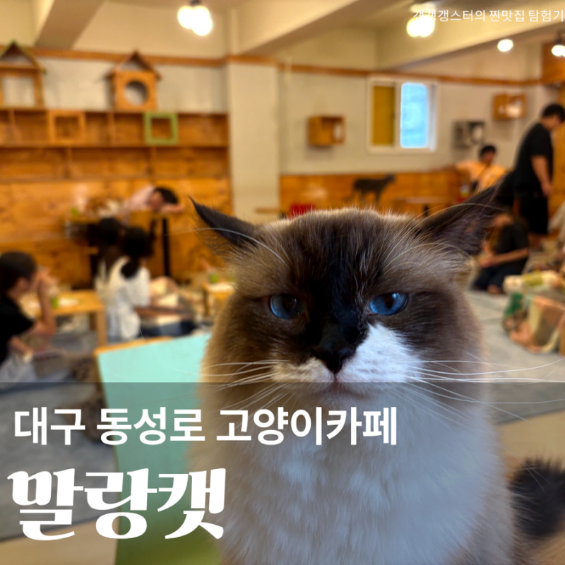 대구 동성로 고양이 카페 말랑캣 이색 데이트 코스 놀거리 실내 가성비 추천 내돈내산