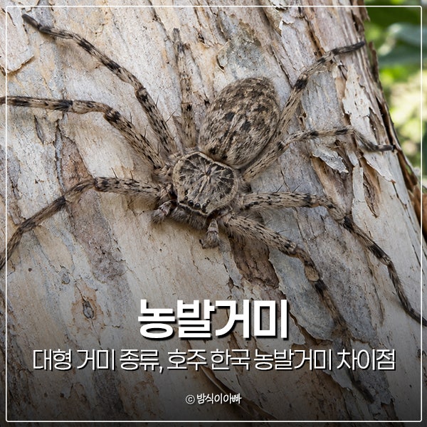 대형 거미 종류, 호주 한국 농발거미 차이점