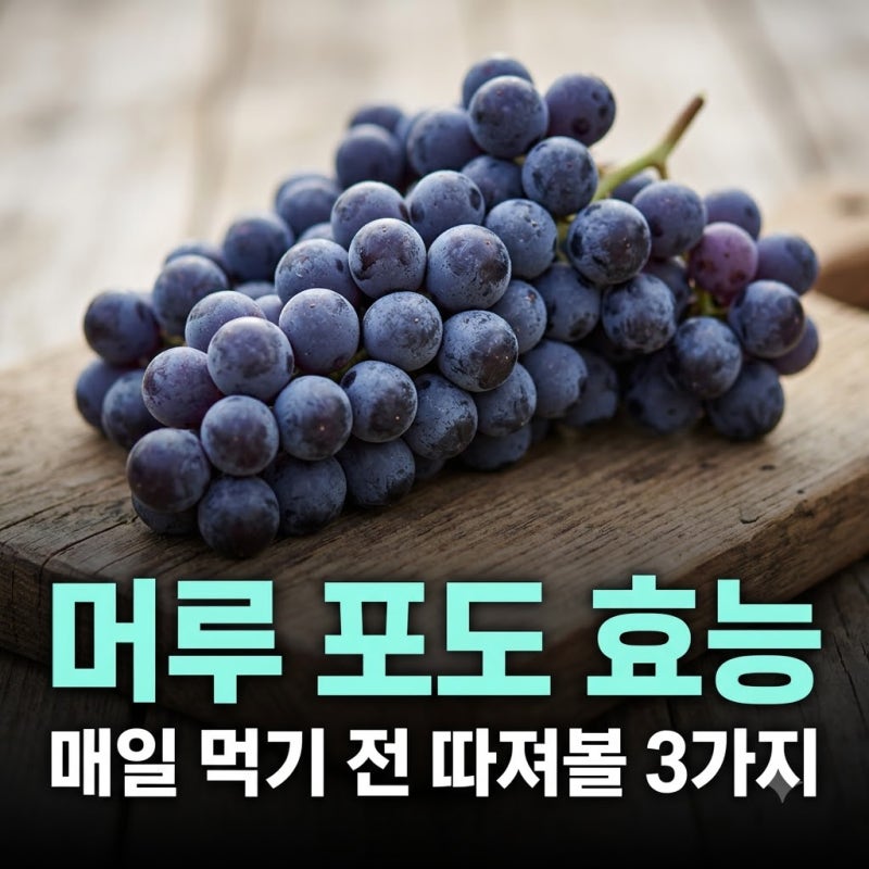 머루 포도 효능 매일 먹기 전 따져볼 3가지