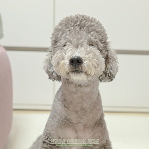 강아지 혈압 정상수치, 고혈압 저혈압일 때 주의할 점