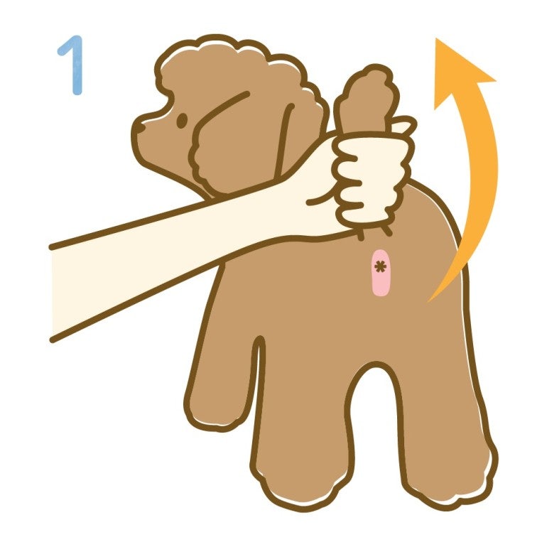 강아지 항문낭 짜는 법, 항문낭 위치부터 안전하게 짜는 방법까지