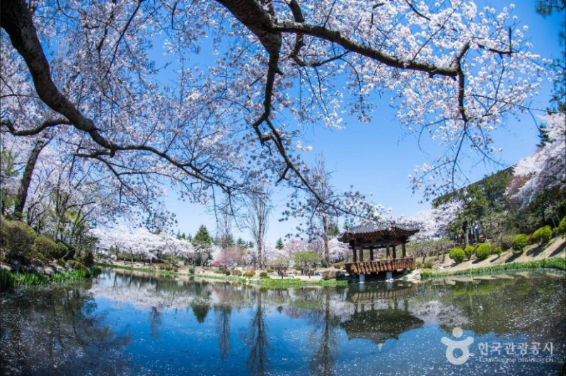 부산대형택시 콜밴 관광 택시투어, 잔잔한 호수와 천년의 숨결이 머무는 곳 경주 보문단지