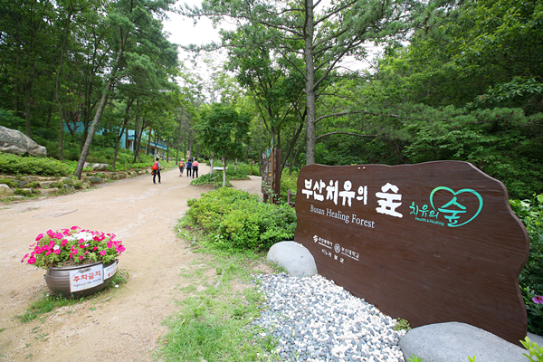부산 치유의숲 예약 방법 및 이용 팁, 2026년 최신 숲길 프로그램 안내