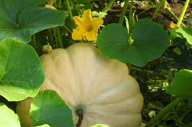 조선시대로 간 트로트 가수(갈대의 순정)