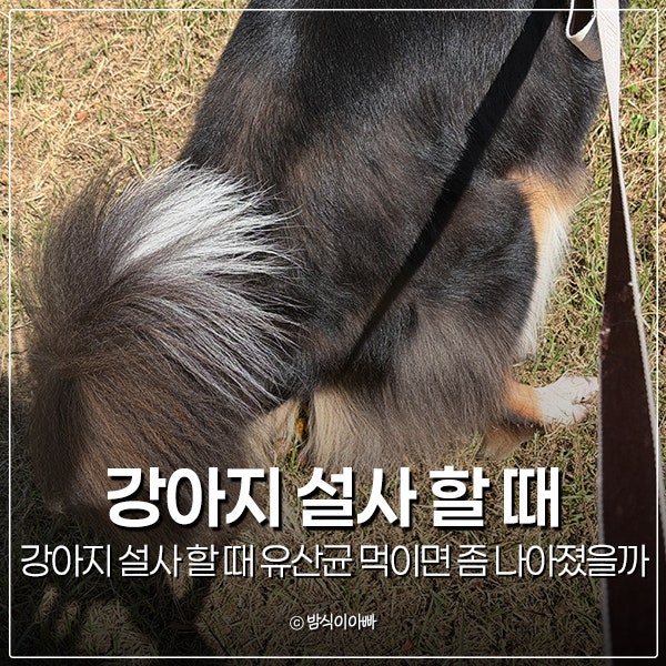 강아지 설사 할 때 유산균 먹이면 좀 나아졌을까