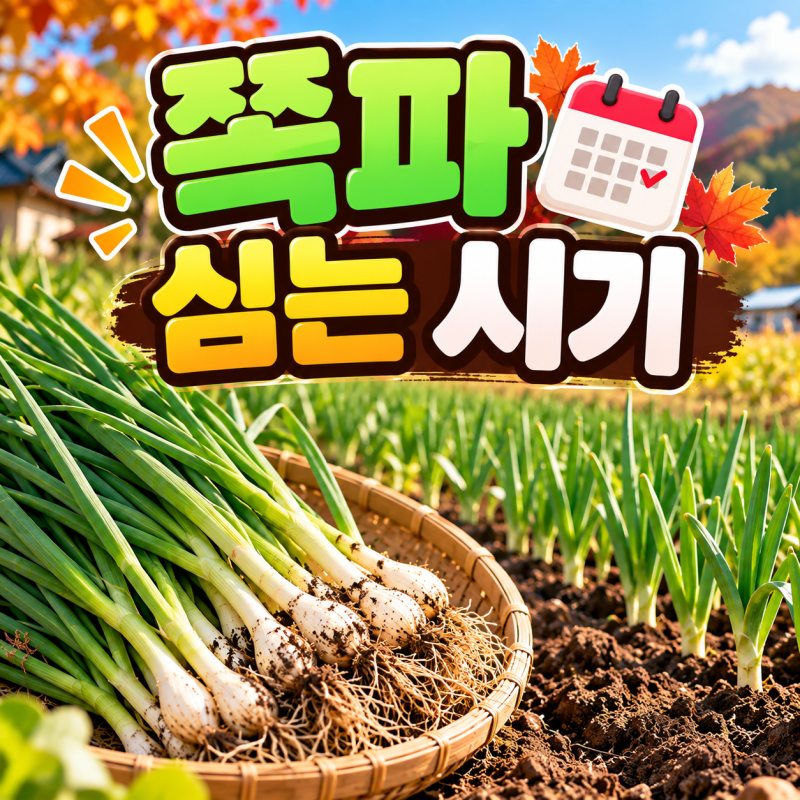 쪽파 심는 시기｜가을 쪽파 심는 방법과 관리법