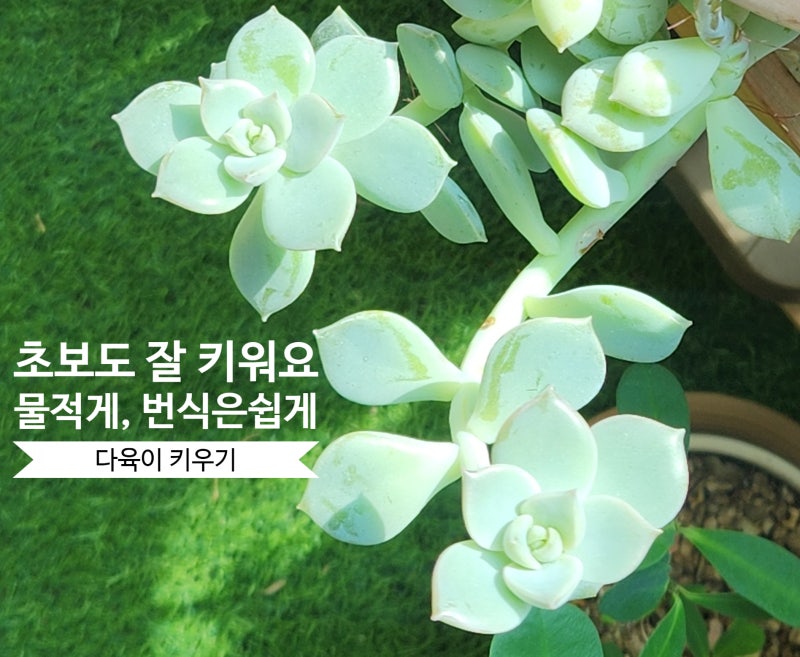 다육식물 키우기 물주기 다육이 번식 방법까지, 다육이키우는법 총정리